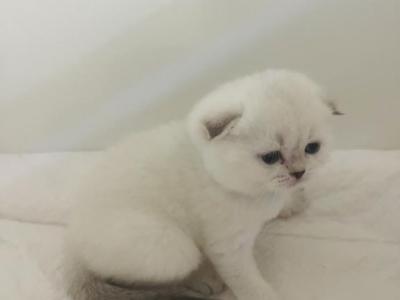 ALFIE SCOTTISH FOLD - Scottish Fold - Gallery Photo #1