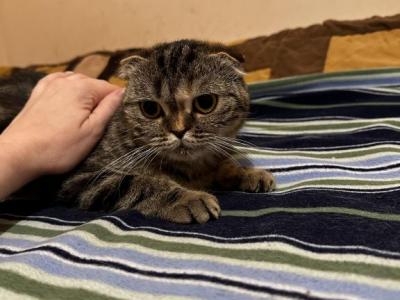 Scottish Fold Female - Scottish Fold - Gallery Photo #1