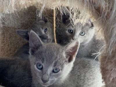 Saphire - Russian Blue - Gallery Photo #1