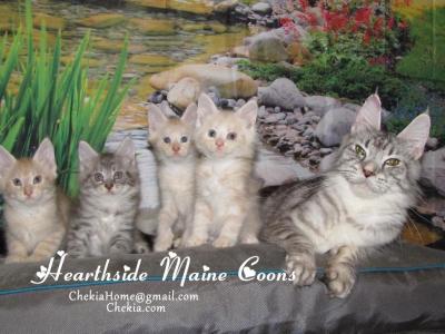 Alice And Solo's Maine Coon Boys - Maine Coon - Gallery Photo #1