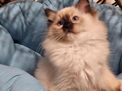 LitterH - Ragdoll - Gallery Photo #1