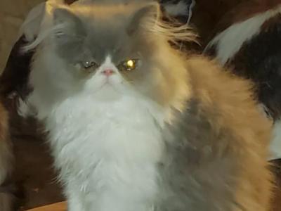 CFA Registered Persian Kittens - Persian - Gallery Photo #1