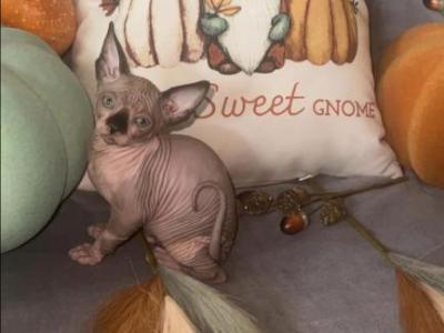 5 Sphynx Babies - Sphynx - Gallery Photo #1