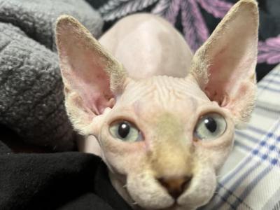 Ivy - Sphynx - Gallery Photo #1