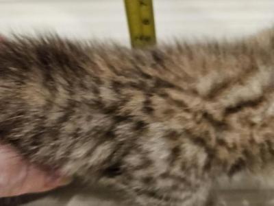 Extremely Short Tiger Kitten - Munchkin - Gallery Photo #1