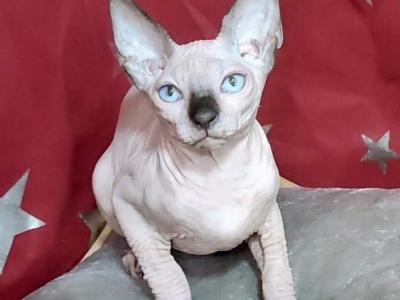 Oskar - Sphynx - Gallery Photo #1