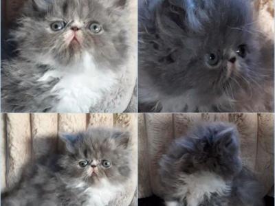 Adorable Blue Bicolor Kitten FIG - Persian - Gallery Photo #1