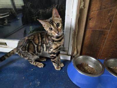 Victoria - Bengal - Gallery Photo #1