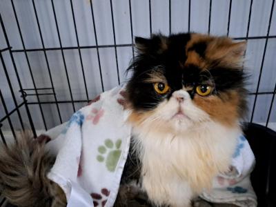 Cfa Calico Persian 3 Yr Old - Persian - Gallery Photo #1