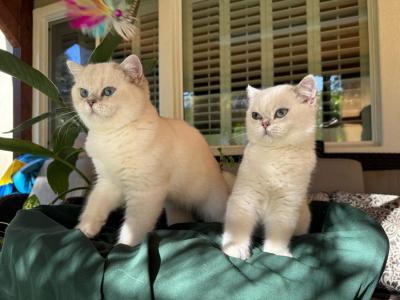 Brittesh Shorthair - British Shorthair - Gallery Photo #1