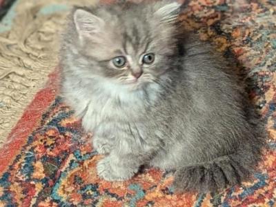 Beautiful CFA Registered Silver Shaded Persian - Persian - Gallery Photo #1