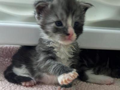 Luna Milky Way Litter - Maine Coon - Gallery Photo #1