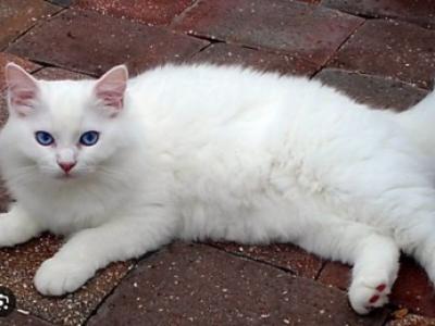 Kitten  6 - Ragdoll - Gallery Photo #1