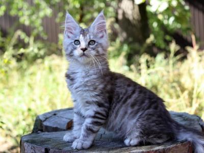 Like Maine Coon Male Black Silver Spotted Tabby - Maine Coon - Gallery Photo #1