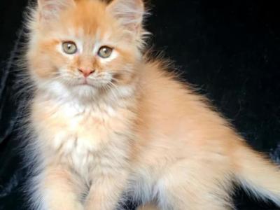 Alice Maine Coon Female Red Silver - Maine Coon - Gallery Photo #1