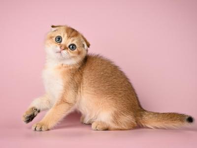 Whiskey Scottish Fold Male Black Golden Ticked Ta - Scottish Fold - Gallery Photo #1