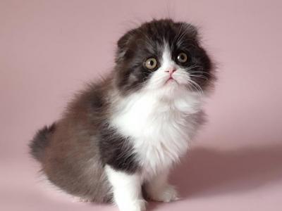 Shakira Scottish Fold Female Black Silver Bicolou - Scottish Fold - Gallery Photo #1