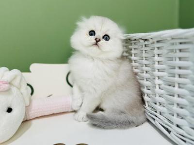 Dominic Scottish Fold Male Black Silver Shaded - Scottish Fold - Gallery Photo #1