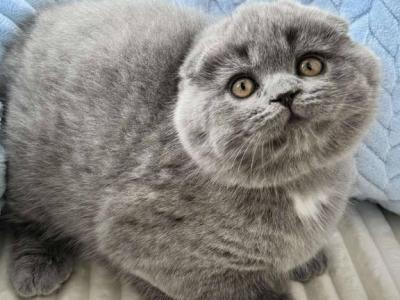 Casper Scottish Fold Male Blue - Scottish Fold - Gallery Photo #1