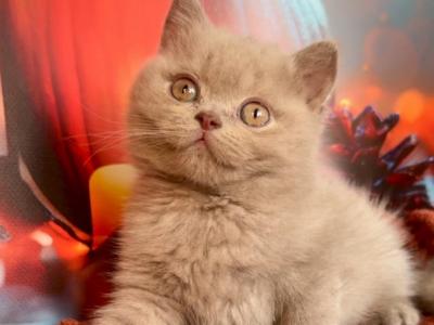 Michael British Shorthair Male Fawn - British Shorthair - Gallery Photo #1