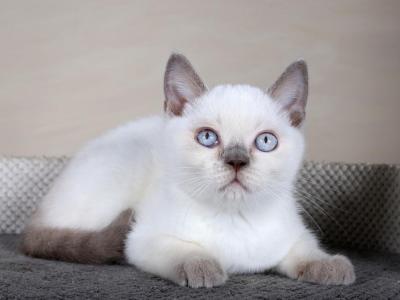 Lilla British Shorthair Female Lilac Pointed - British Shorthair - Gallery Photo #1