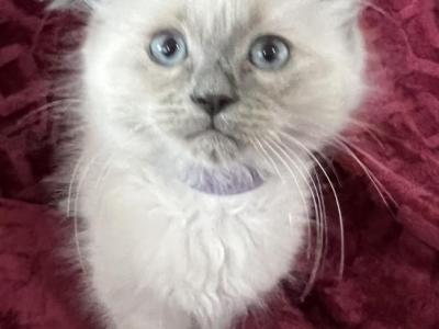 Ragdoll Male  Purple Collar - Ragdoll - Gallery Photo #1