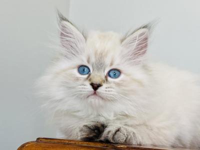 Lily - Siberian - Gallery Photo #1