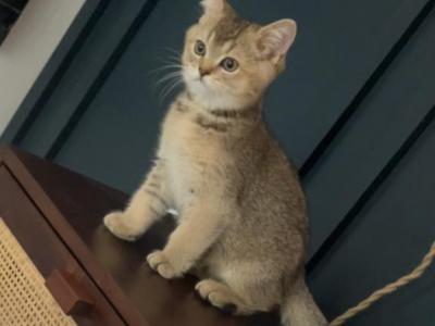 Tator - Scottish Fold - Gallery Photo #1