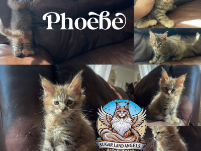 Phoebe - Maine Coon - Gallery Photo #1