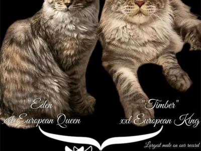 Eden X Timber - Maine Coon - Gallery Photo #1