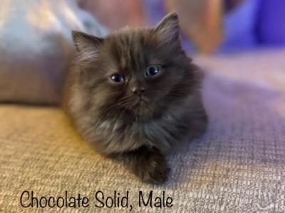 Chocolate Solid - Ragdoll - Gallery Photo #1