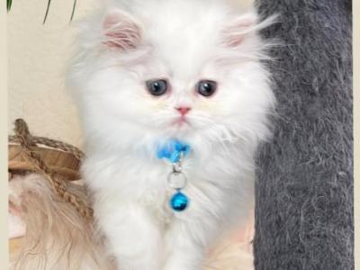 Milo - Persian - Gallery Photo #1