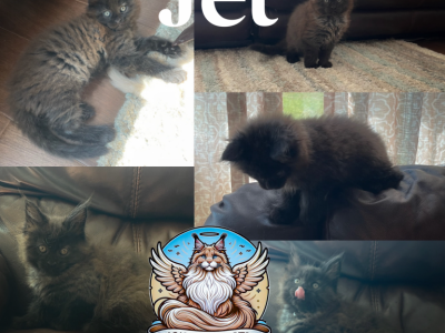 Jet - Maine Coon - Gallery Photo #1