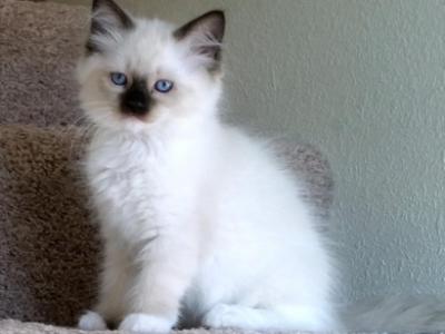 Kitten 7 - Ragdoll - Gallery Photo #1