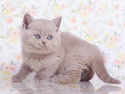 British A Fefor - British Shorthair - Gallery Photo #1