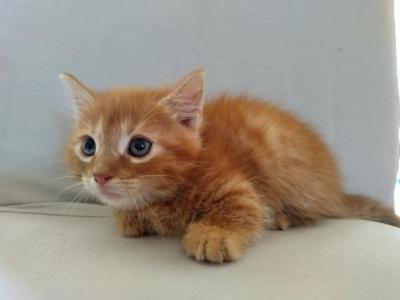 Garfield & Nick - Munchkin - Gallery Photo #1