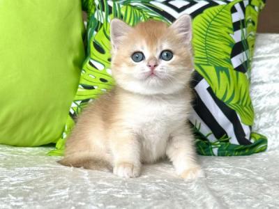 Carina British - British Shorthair - Gallery Photo #1