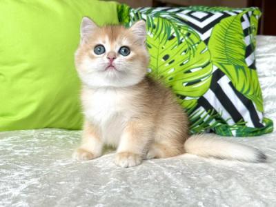 Conor British - British Shorthair - Gallery Photo #1