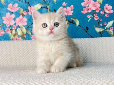 Ketty British - British Shorthair - Gallery Photo #1