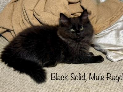 Black Solid - Ragdoll - Gallery Photo #1