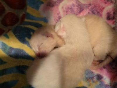 Siamese Kittens - Siamese - Gallery Photo #1