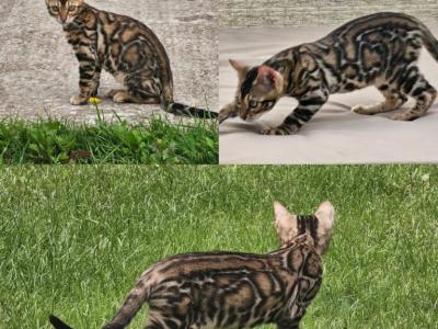 Woll - Bengal - Gallery Photo #1