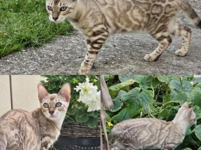 Violet - Bengal - Gallery Photo #1