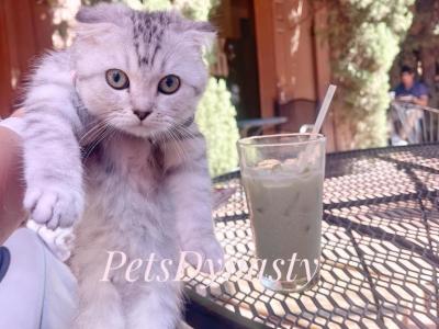 Silver Litter - Scottish Fold - Gallery Photo #1