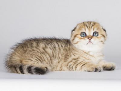 Little Miss Muffin Golden Leopard Scottish Fold - Scottish Fold - Gallery Photo #1