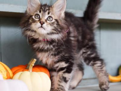 Pumpkin - Maine Coon - Gallery Photo #1