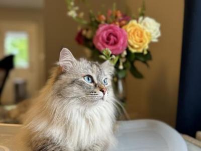 Mochi - Siberian - Gallery Photo #1