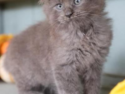 Blue Polydactyl - Maine Coon - Gallery Photo #1