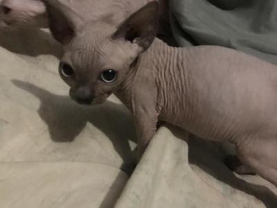 Blue Point Kittens - Sphynx - Gallery Photo #1