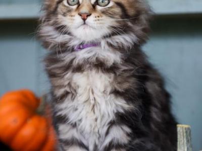 Autumn - Maine Coon - Gallery Photo #1